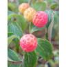 CORNUS kousa BENI-FUJI - Cornouiller à fleurs