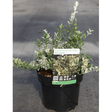 Euonymus fortunei HARLEQUIN - Fusain de Fortune En pot de 3-4 litres buisson hauteur 020-030 cm