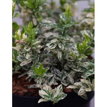 Euonymus fortunei HARLEQUIN - Fusain de Fortune