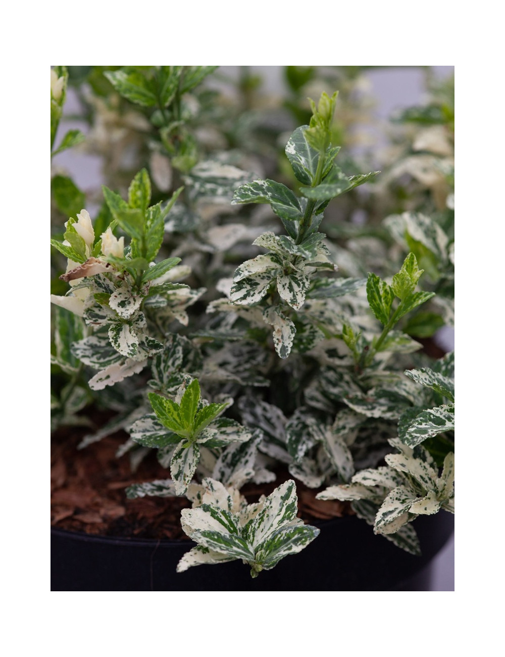 Euonymus fortunei HARLEQUIN - Fusain de Fortune
