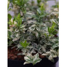 Euonymus fortunei HARLEQUIN - Fusain de Fortune