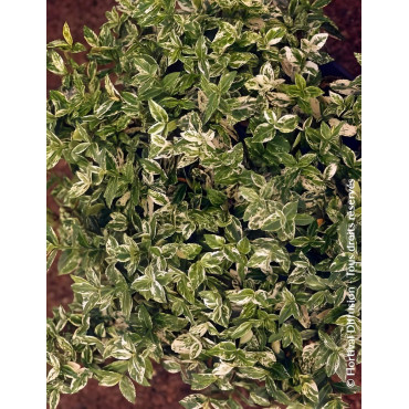 Euonymus fortunei HARLEQUIN - Fusain de Fortune