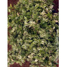 Euonymus fortunei HARLEQUIN - Fusain de Fortune