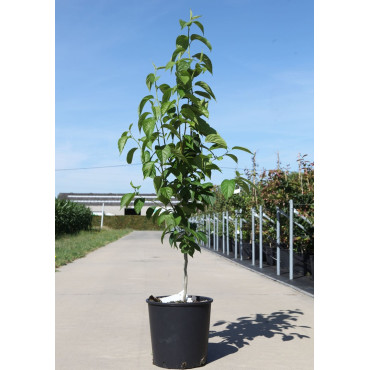 EUCOMMIA ulmoides - Arbre à gomme En pot de 12-15 litres hauteur 080-100 cm
