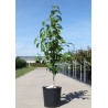 EUCOMMIA ulmoides - Arbre à gomme En pot de 12-15 litres hauteur 080-100 cm