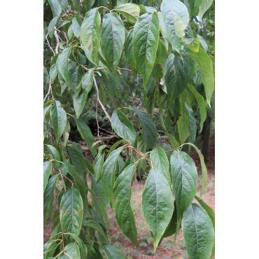 EUCOMMIA ulmoides - Arbre à gomme
