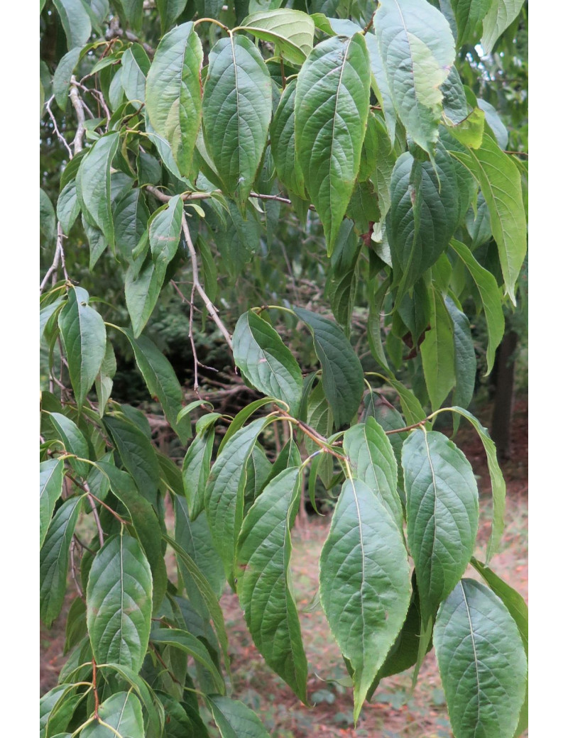 EUCOMMIA ulmoides - Arbre à gomme EUCOMMIA ulmoides - Arbre à gomme