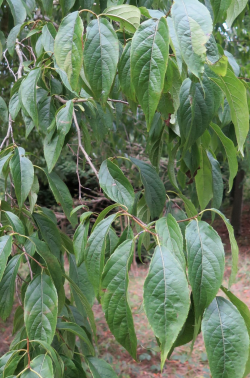 EUCOMMIA ulmoides - Arbre à gomme