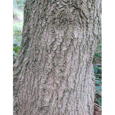 EUCOMMIA ulmoides - Arbre à gomme