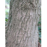 EUCOMMIA ulmoides - Arbre à gomme