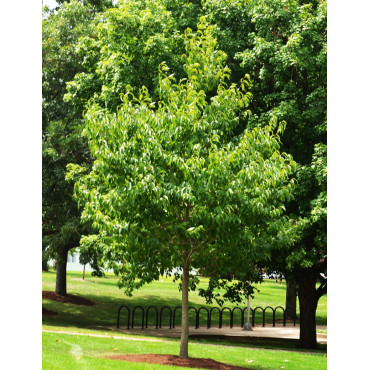 EUCOMMIA ulmoides - Arbre à gomme