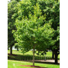 EUCOMMIA ulmoides - Arbre à gomme