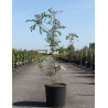 PISTACIA chinensis - Pistachier de Chine En pot de 15-20 litres hauteur 080-100 cm