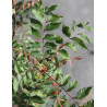 PISTACIA chinensis - Pistachier de Chine