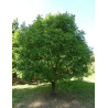 PISTACIA chinensis - Pistachier de Chine