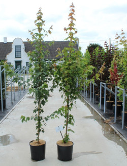 ACER rubrum SUN VALLEY - Érable rouge En pot de 12-15 litres forme baliveau hauteur 150-175 cm