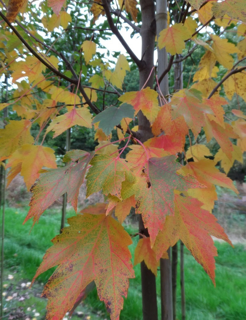 Acer Rouge Acer rubrum ‘Sun Valley’ – Érable rouge compact à feuillage flamboyant ...