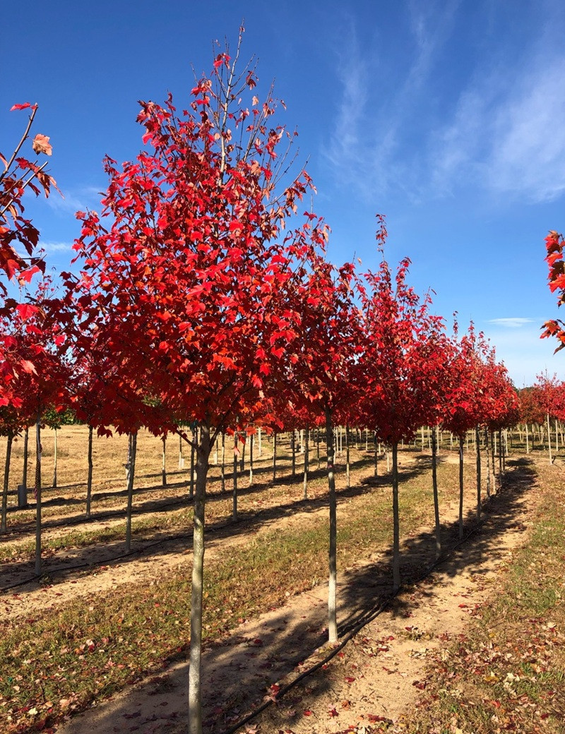 Acer Rouge Acer rubrum ‘Sun Valley’ – Érable rouge compact à feuillage flamboyant ...