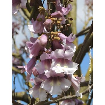 PAULOWNIA fortunei APRIL LIGHT - Paulownia, arbre impérial