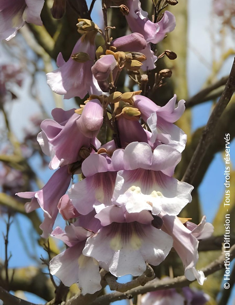 PAULOWNIA fortunei APRIL LIGHT - Paulownia, arbre impérial PAULOWNIA fortunei APRIL LIGHT - Paulownia, arbre impérial