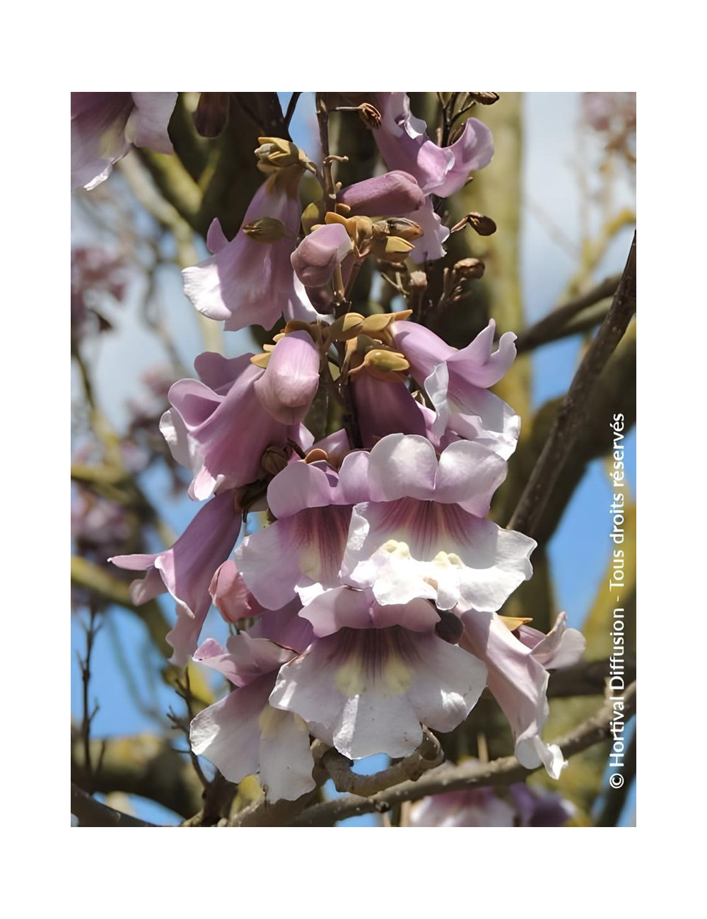 PAULOWNIA fortunei APRIL LIGHT - Paulownia, arbre impérial