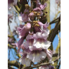 PAULOWNIA fortunei APRIL LIGHT - Paulownia, arbre impérial