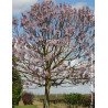PAULOWNIA fortunei APRIL LIGHT - Paulownia, arbre impérial