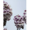 PAULOWNIA fortunei APRIL LIGHT - Paulownia, arbre impérial