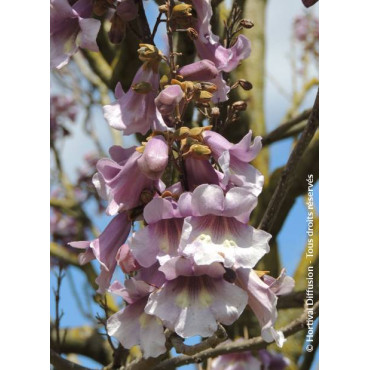 PAULOWNIA fortunei APRIL LIGHT - Paulownia, arbre impérial
