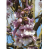 PAULOWNIA fortunei APRIL LIGHT - Paulownia, arbre impérial