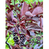 PRUNUS virginiana CANADA RED - Cerisier à grappes de Virginie