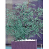 EUCALYPTUS gunnii FRANCE BLEU® - Eucalyptus de Gunn, gommier