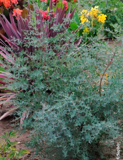 EUCALYPTUS gunnii FRANCE BLEU® - Eucalyptus de Gunn, gommier