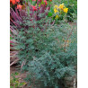 EUCALYPTUS gunnii FRANCE BLEU® - Eucalyptus de Gunn, gommier