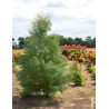 EUCALYPTUS gunnii FRANCE BLEU® - Eucalyptus de Gunn, gommier