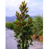 Magnolia grandiflora ‘Nana Praecox’ – Laurier-tulipier nain à floraison blanche et feuillage persistant