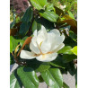MAGNOLIA grandiflora NANA - Magnolia à grandes fleurs
