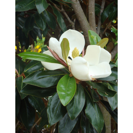 MAGNOLIA grandiflora NANA - Magnolia à grandes fleurs