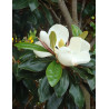 MAGNOLIA grandiflora NANA - Magnolia à grandes fleurs