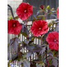 HIBISCUS moscheutos GEANT RED - hIBISCUS DES MARAIS