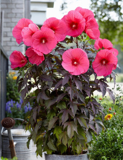 HIBISCUS moscheutos PINK PASSION - Hibiscus des marais
