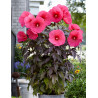 HIBISCUS moscheutos PINK PASSION - Hibiscus des marais