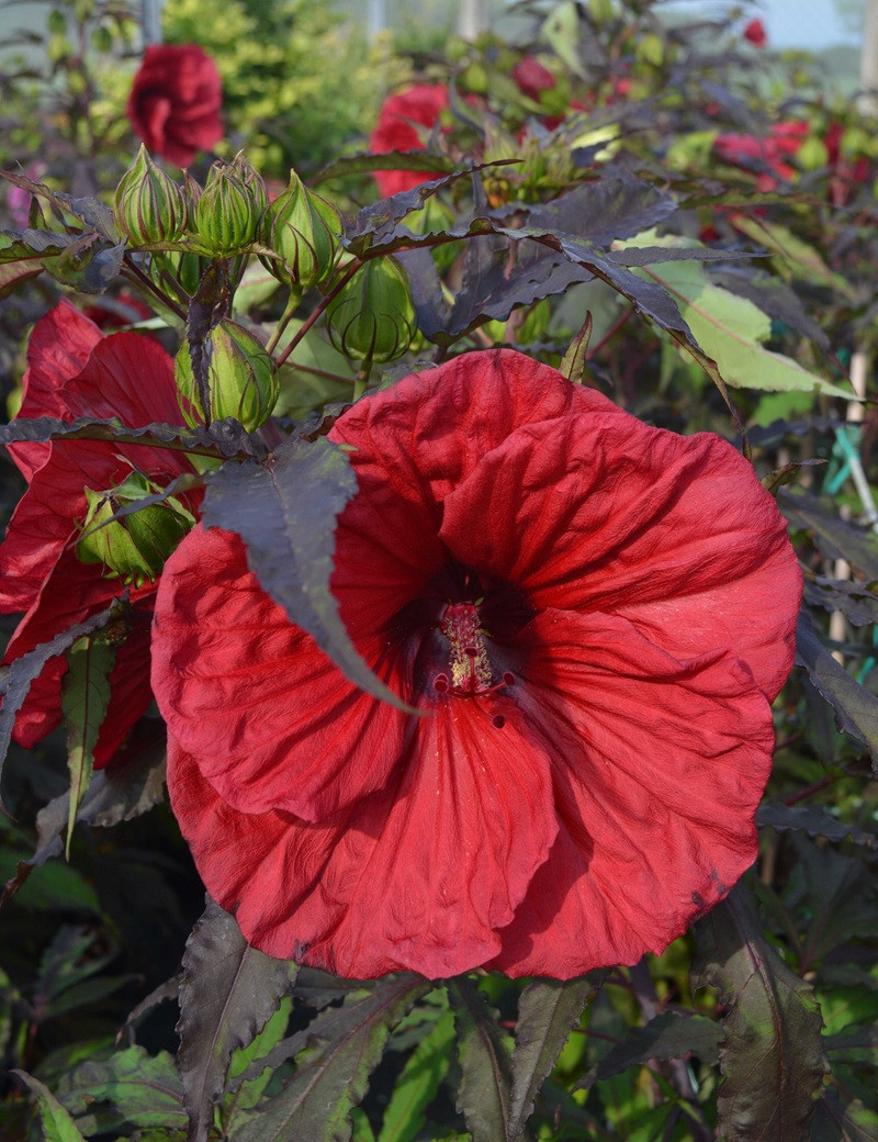 HIBISCUS moscheutos RED WIN - Hibiscus des marais HIBISCUS moscheutos RED WIN - Hibiscus des marais