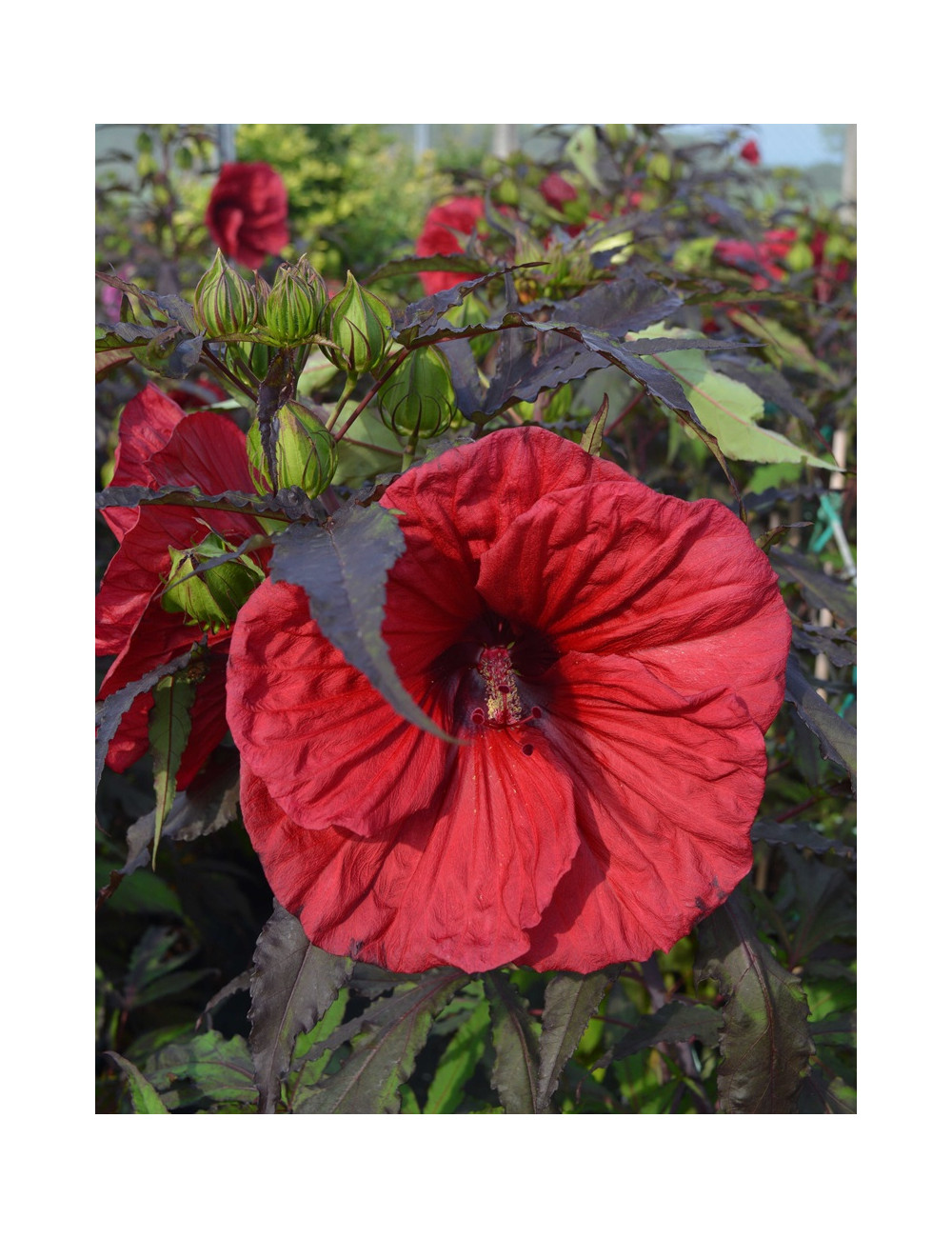 HIBISCUS moscheutos RED WIN - Hibiscus des marais
