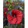 HIBISCUS moscheutos RED WIN - Hibiscus des marais HIBISCUS moscheutos RED WIN - Hibiscus des marais