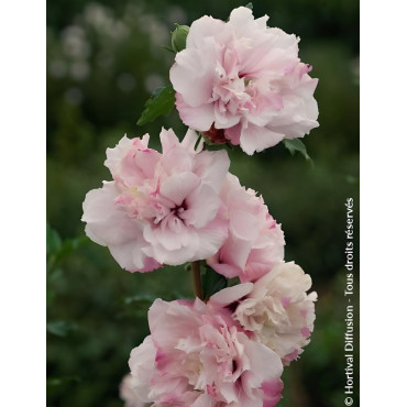 HIBISCUS syriacus FRENCH CABARET PASTEL® - Hibiscus, Althéa