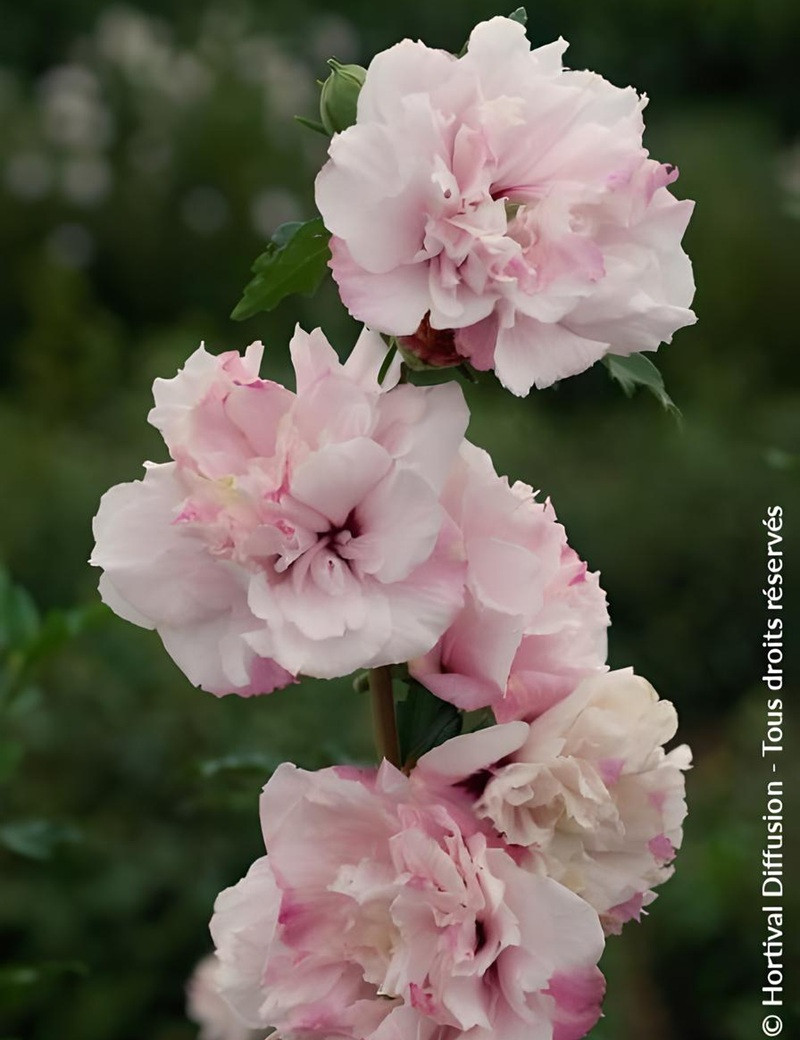HIBISCUS syriacus FRENCH CABARET PASTEL® - Hibiscus, Althéa
