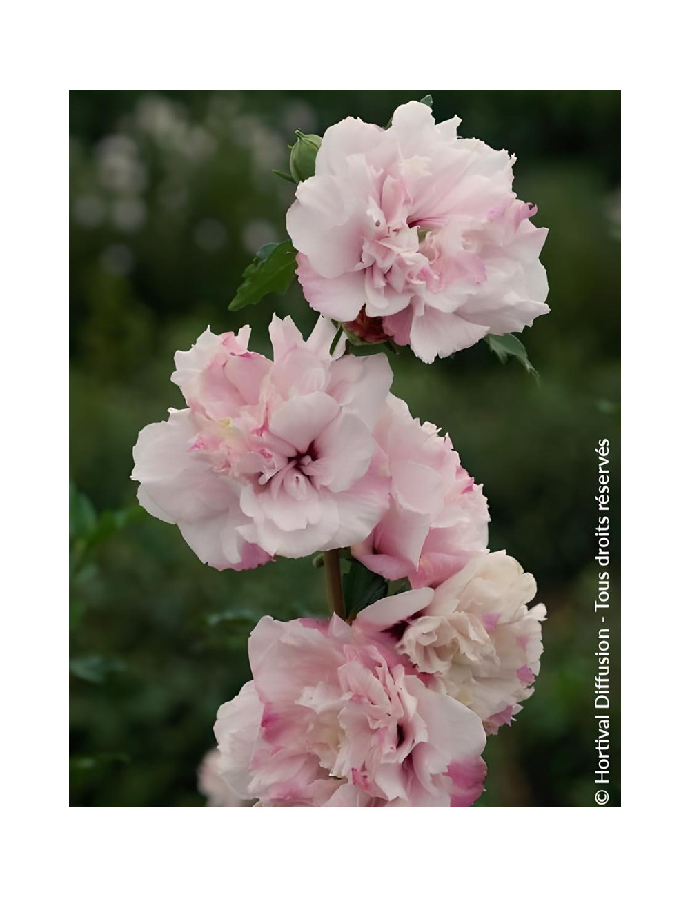HIBISCUS syriacus FRENCH CABARET PASTEL® - Hibiscus, Althéa