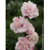 HIBISCUS syriacus FRENCH CABARET PASTEL® - Hibiscus, Althéa