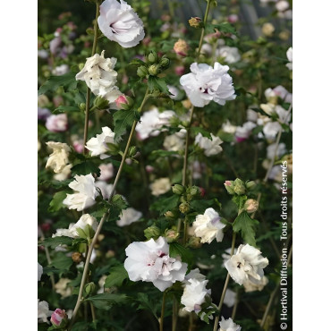 HIBISCUS syriacus FRENCH CABARET PASTEL® - Hibiscus, Althéa